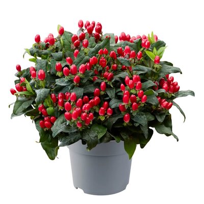 Hypericum and. 'Pocket Gems Red' - Image courtesy of Florensis