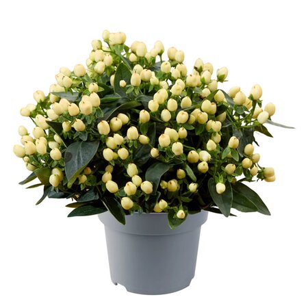 Hypericum and. 'Pocket Gems White' - Image courtesy of Florensis