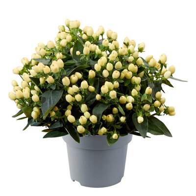 Hypericum and. 'Pocket Gems White' - Image courtesy of Florensis