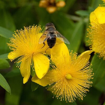Hypericum 'Rose of Sharon' - Photo by Rschley (CC BY-SA 3.0)