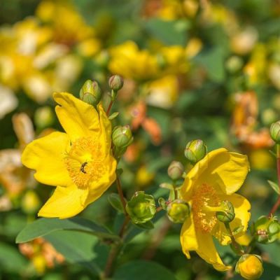 Hypericum hidcote - Image by Gabriele Lässer from Pixabay 