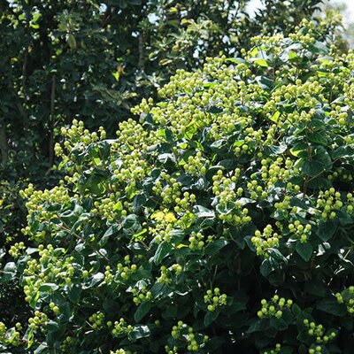 Hypericum inodorum 'Magical Green Revival' ® - Image courtesy of Sapho here under fair use