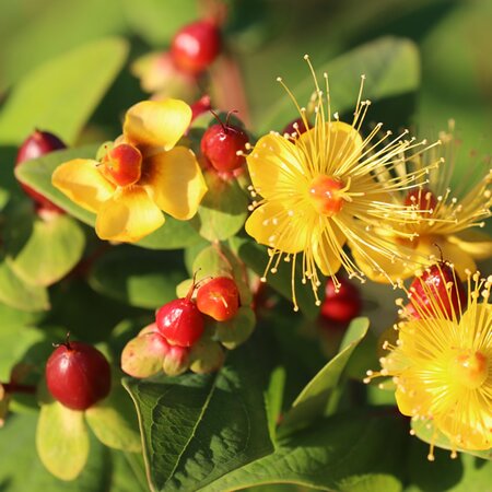 Hypericum inodorum 'Magical Lightning' ® - Image by Roland Steinmann from Pixabay 