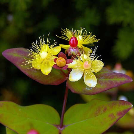 Hypericum inodorum 'Magical Red Fame' - Photo by Wouter Hagens (GFDL)