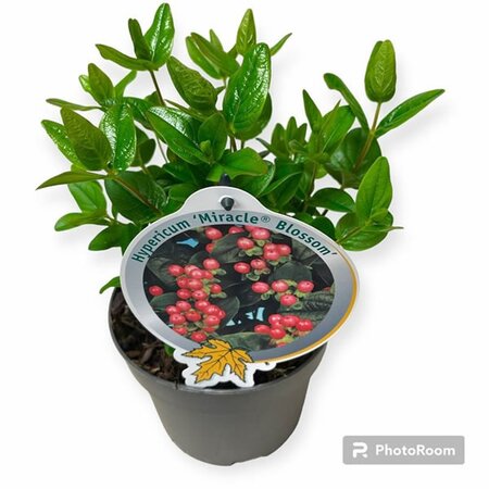 Hypericum 'Miracle® Blossom' - Image courtesy of Pannebakker