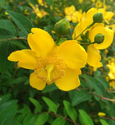 Hypericum 'Rowallane' - Image by マサコ アーント from Pixabay 
