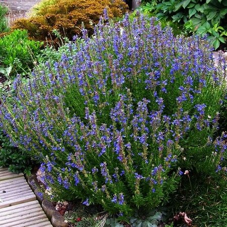 Hyssop - Photo by peganum (CC bY-SA 2.0)