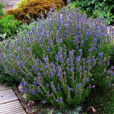 Hyssop - Photo by peganum (CC bY-SA 2.0)