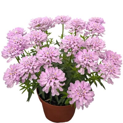 Iberis 'Arielle Pink' - Image courtesy of Syngenta Flowers