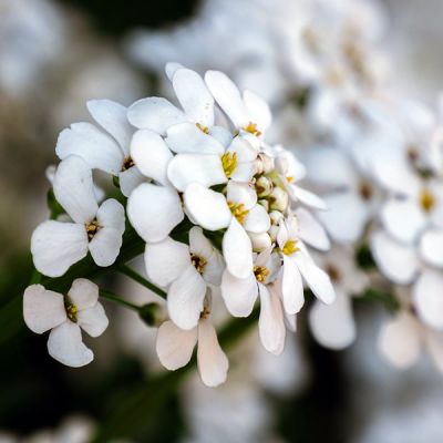 Iberis "Fischbeck" - Image by ChiemSeherin from Pixabay 