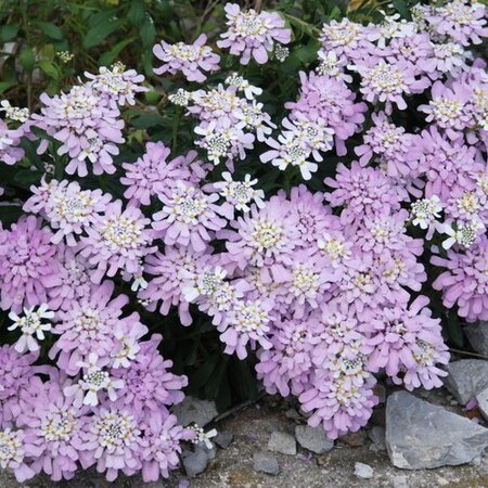 Iberis 'Lavender Frost' - Photo by Toromedia (CC BY-SA 3.0) 