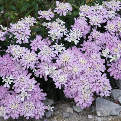 Iberis 'Lavender Frost' - Photo by Toromedia (CC BY-SA 3.0) 