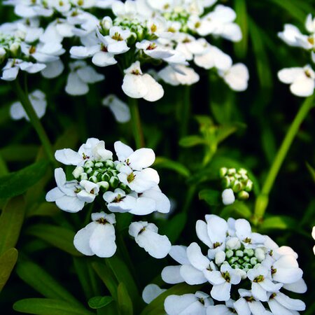 Iberis semp. 'Golden Candy' - Image courtesy of Schram Plants