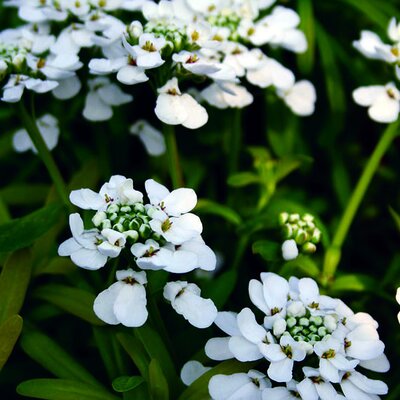 Iberis semp. 'Golden Candy' - Image courtesy of Schram Plants