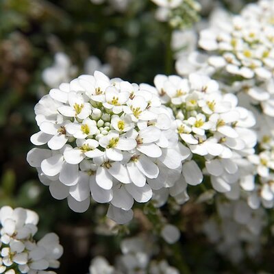 Iberis 'Snowflake' - Photo by David J. Stang (CC BY-SA 4.0)