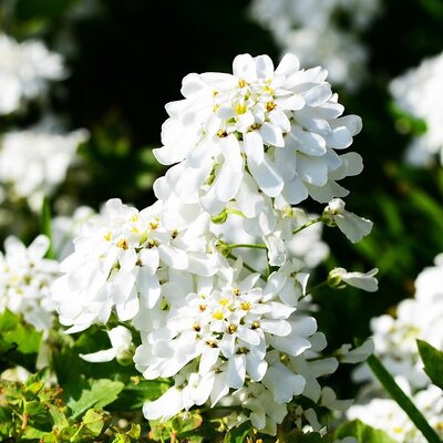 Iberis 'Snowpatrol' - Image by PollyDot from Pixabay 