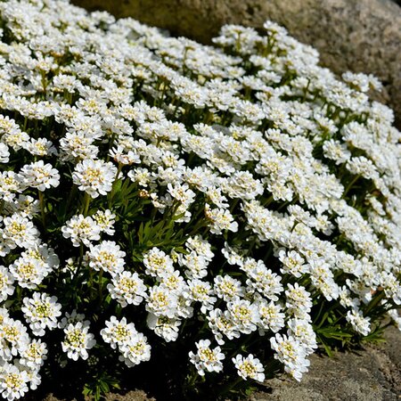 Iberis Sempervirens (2L pot)