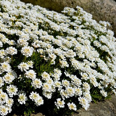 Iberis Sempervirens (2L pot)