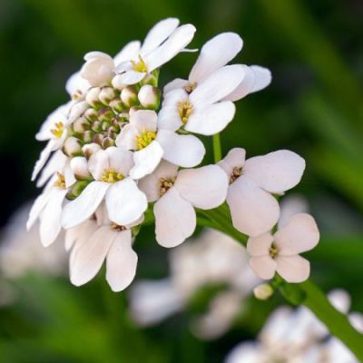 Iberis semp. "Appen-Etz" - Image by Heidelbergerin from Pixabay 
