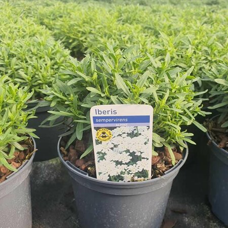 Iberis 'Snow Cone' - Image courtesy of Tully Nurseries