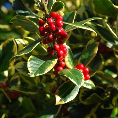 IIex "Golden King" - Photo by Alan Fryer (CC BY-SA 2.0)