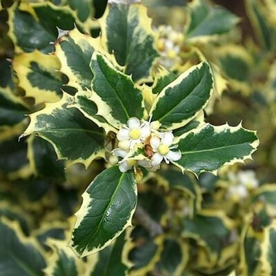 Ilex 'Argentea Marginata' - Photo by David J. Stang (CC BY-SA 4.0)