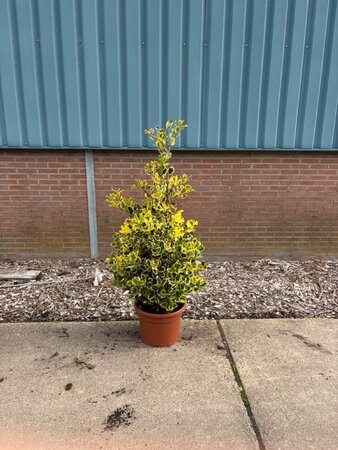 Ilex alt. Golden King Pyramid - Image courtesy of Pannebakker