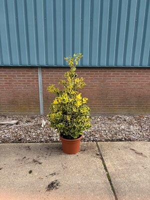 Ilex alt. Golden King Pyramid (20L pot)