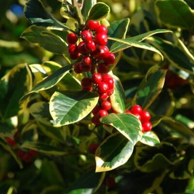 Ilex 'Golden King' (20L pot)