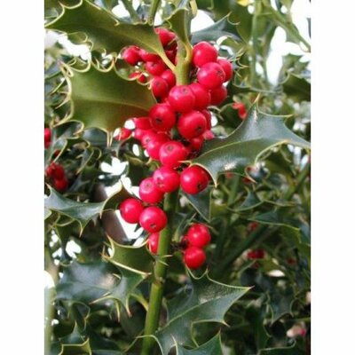Ilex aquifolium 'Alaska' - Image by Sandor Molnar from Pixabay