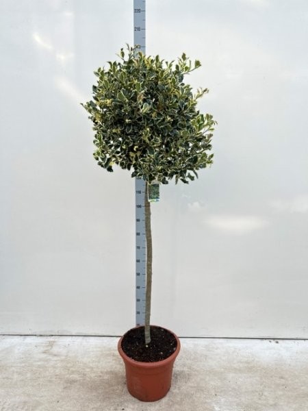  - Image courtesy of Impulse Plants