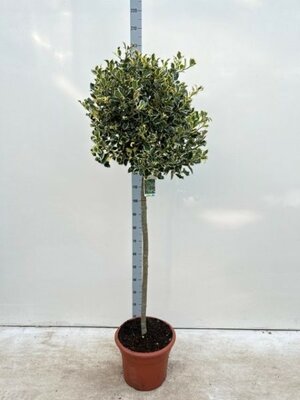  - Image courtesy of Impulse Plants