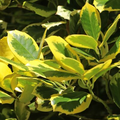 Ilex Aquifolium 'Golden Van Tol' (25L PC pot)