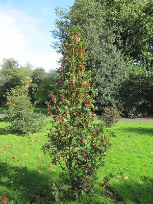 Ilex aquifolium 'Green Pillar' (7.5L pot)