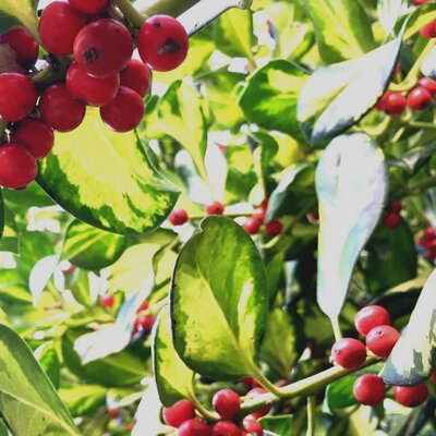 Ilex 'Lady Valery' - Public Domain Image (CC0)