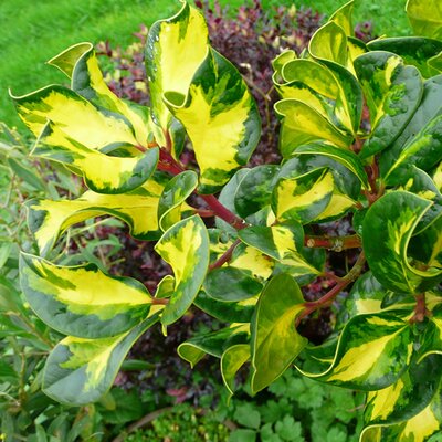 Ilex Aquifolium "Lawsoniana" - Photo by RY (Ardcarne)