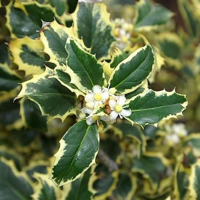 Ilex 'Argentea Marginata' (25L standard)