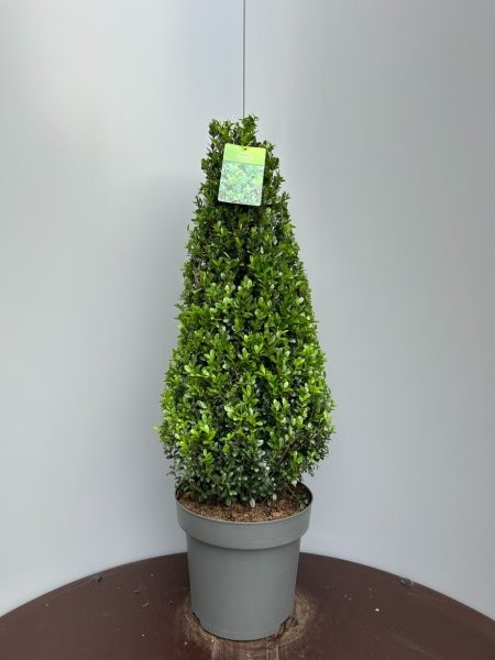Ilex  'Caroline Upright' 80-90cm Pyramid (15L pot) - Image courtesy of Plantline