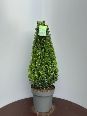 Ilex  'Caroline Upright' 80-90cm Pyramid (15L pot) - Image courtesy of Plantline