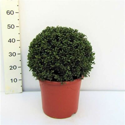 Ilex Convexa Ball (30cm diameter)