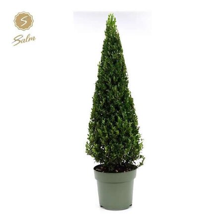 Ilex 'Jenny' Pyramid - Image courtesy of Plantline