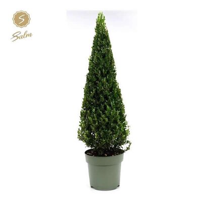 Ilex crenata 'Jenny' (6L pot)