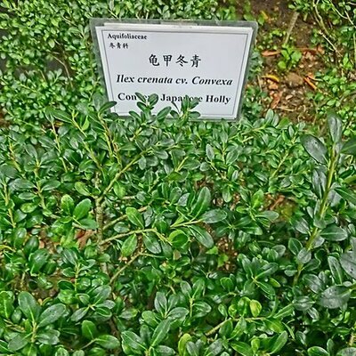 Ilex crenata 'Convexa' - Photo by Borlawmensaorkong (CC BY-SA 3.0)