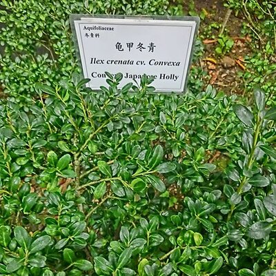 Ilex crenata 'Convexa' - Photo by Borlawmensaorkong (CC BY-SA 3.0)