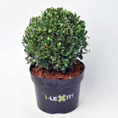 Ilex crenata Dark Green (20cm Ball/3L)