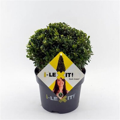 Ilex crenata 'Dark Green'® 20cm Ball (3L pot)