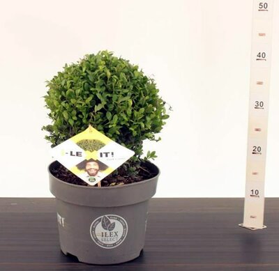 Ilex crenata 'Dark Green'® 25cm Ball (5L pot)