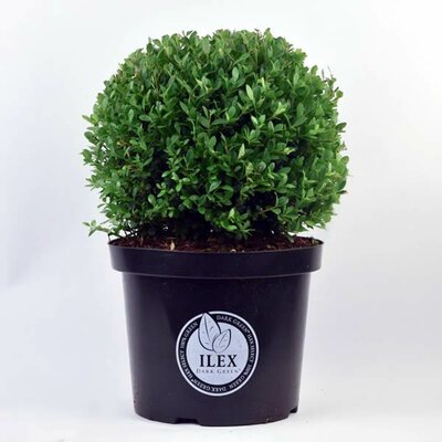 Ilex crenata Dark Green (35cm Ball/10L)