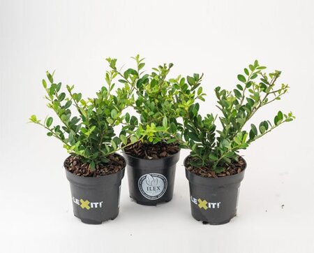 Ilex crenata 'Dark Green' (9cm Pot)