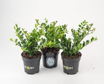 Ilex crenata 'Dark Green' (14cm Pot)